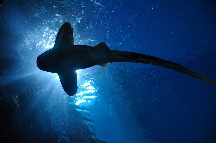 HAMMERHEAD SHARKS